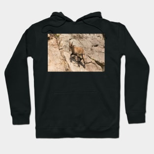 Ibex on a cliff Hoodie